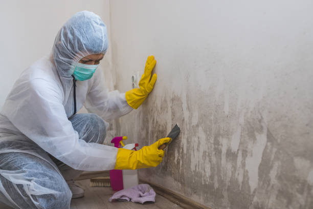 Office Mold Removal Services in Smithton, IL