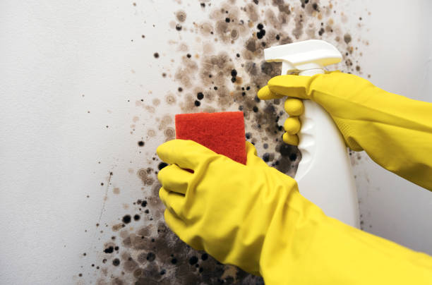 Best Residential Mold Removal  in Smithton, IL